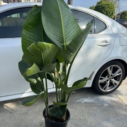 Bird Of Paradise 3 Plants In The Pot