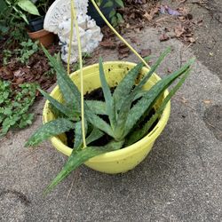 Aloe Vera Plant 