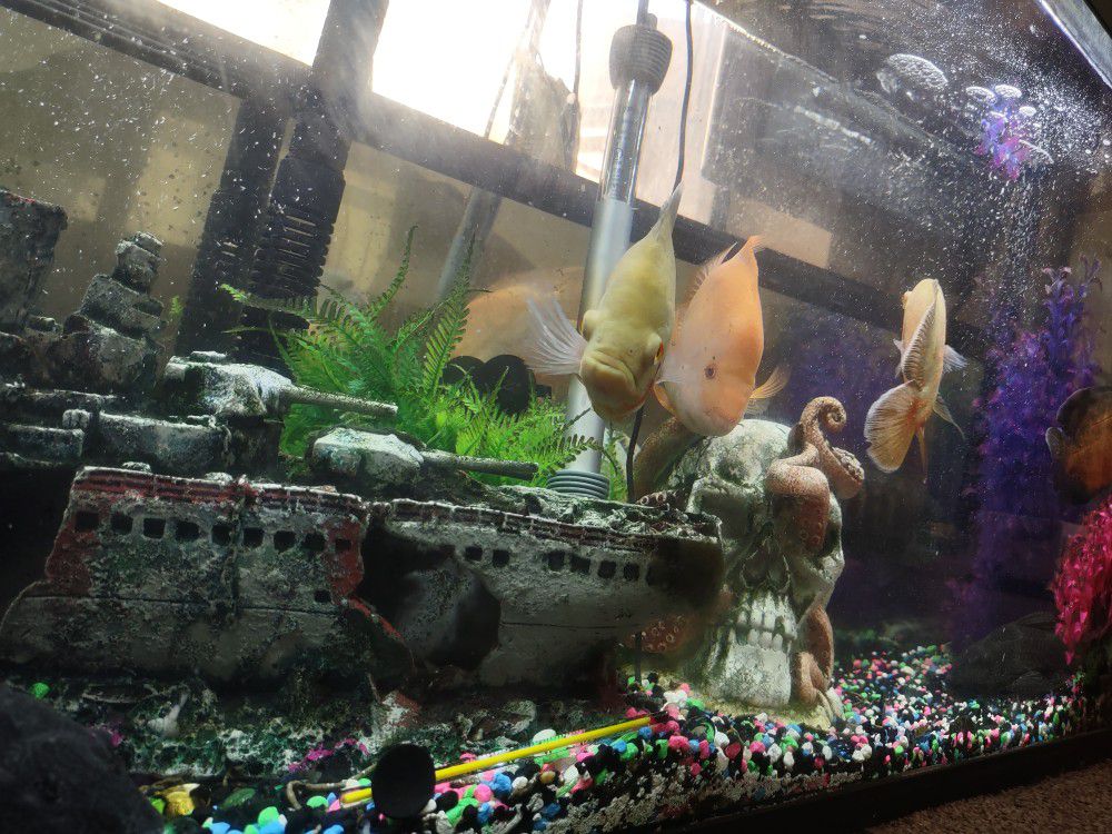 Aquarium Tank And Decorations. OR BEST OFFER