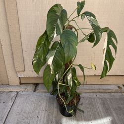 6” epipremnum pinnatum albo