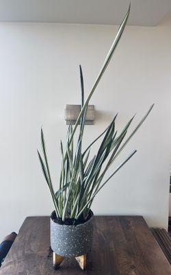 2’ Snake plant in 6" composite pot