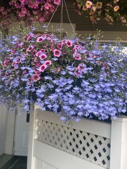 Huge hanging baskets