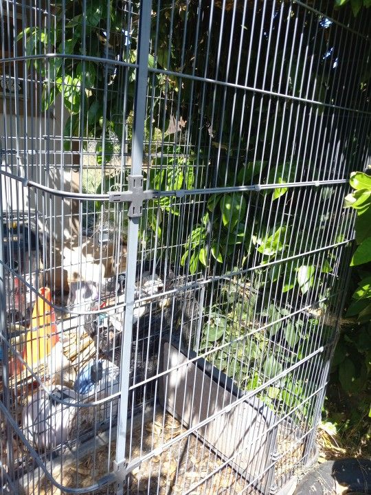 Bird Cage