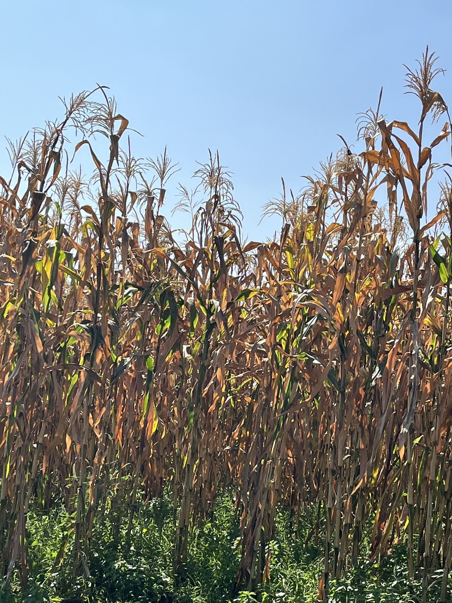 Milpa Seca Para Decoración