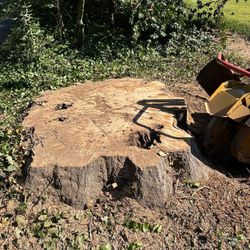 Stump Grinding 