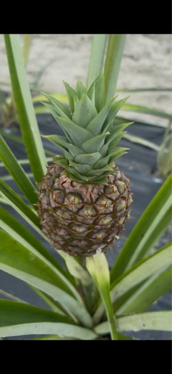 Pineapple plants 15$