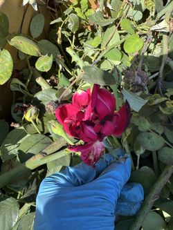 ► Hot Pink Rose Tree in the Pot
