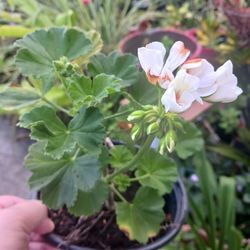 White Geranium Plant Potted Plant House Plant