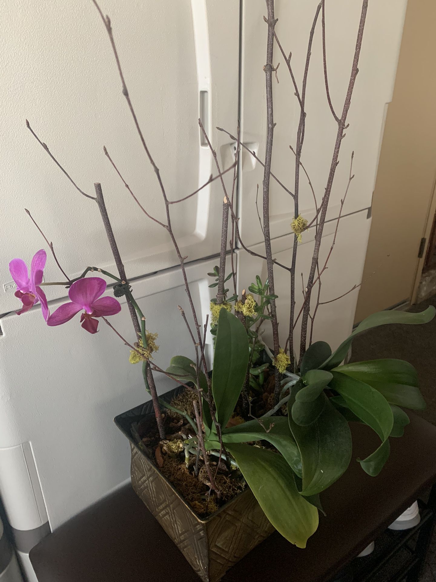 Large orchid plants in metal planter.