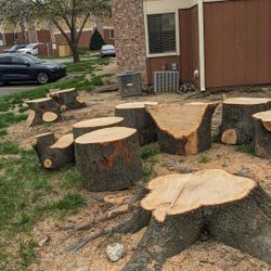 Free Logs/Wood Oak