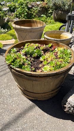 Big pot of chick n Hens