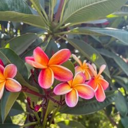 Plumeria