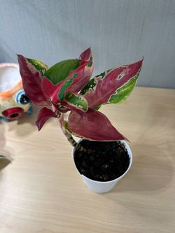 Aglaonema Eastern Red