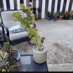 2 Feet Tall Euphorbia Plant
