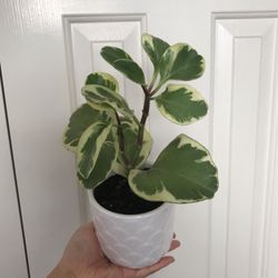 Beautiful Variegated Peperomia Plant With Pot