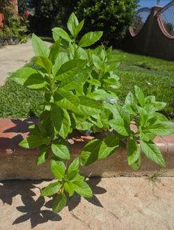 Insulina Plant Medesinal