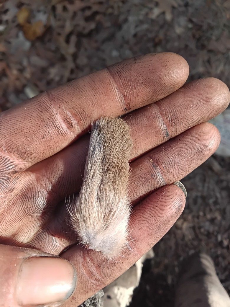 Rabbits Foot