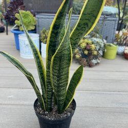 Snake plany, live Plant in a 6” nursery pot. ✔️ profile for more 🪴