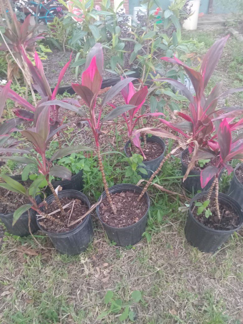 Sister Plants