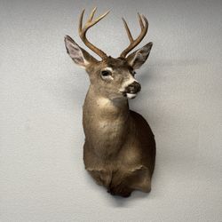 Deer Head Mount for Sale – Beautiful Display Piece!