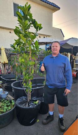 Big Jackfruit trees