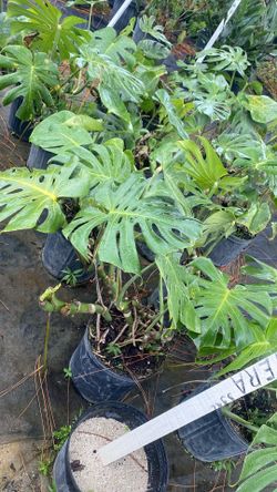 🌿 Gorgeous 3-Gallon Monstera Deliciosa – Only $13.50!