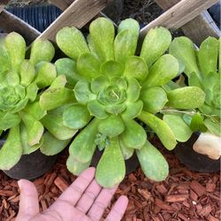 Plant I Got 4 For Sale 