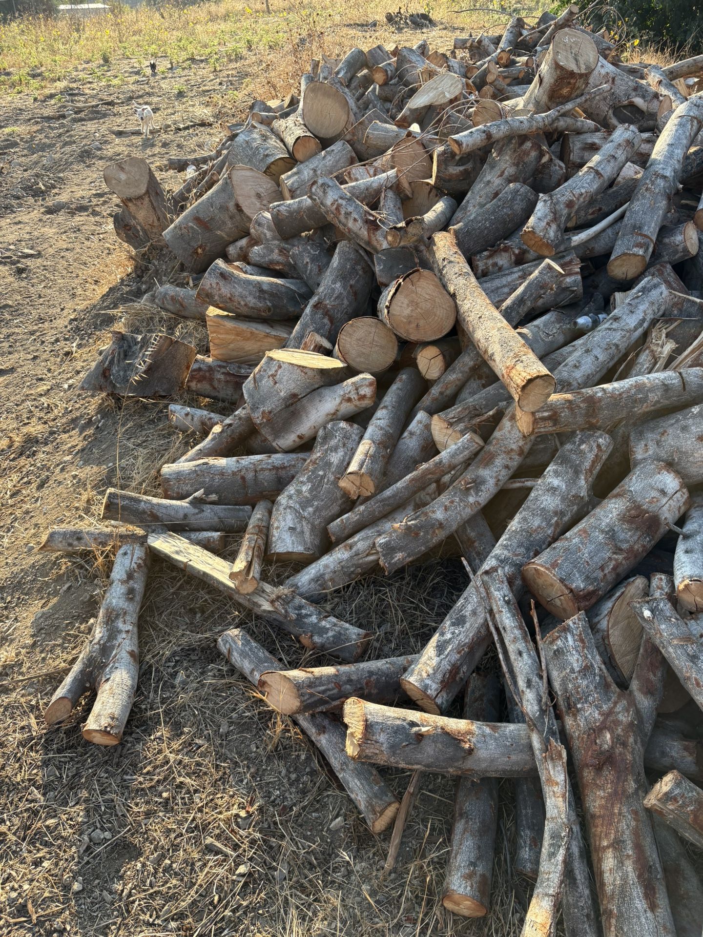 Firewood