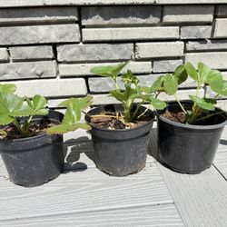 Organic Strawberries Plants 