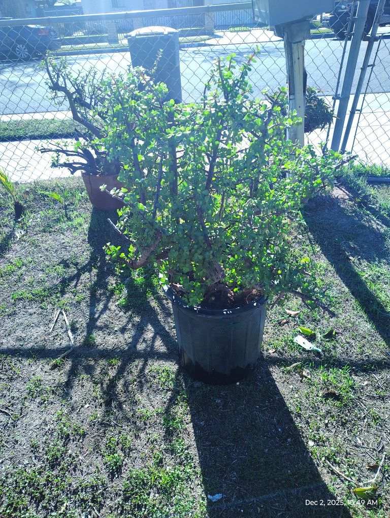 Elephant Bush Plant Succulent