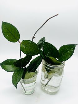 Hoya freckles splash cuttings