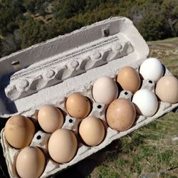 Farm Fresh Eggs