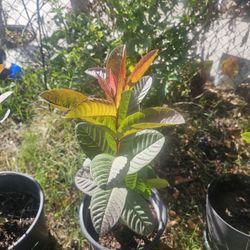 Guava Plant