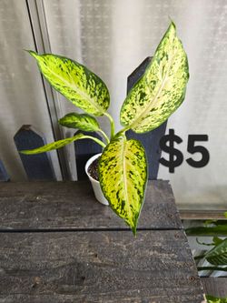 Dieffenbachia