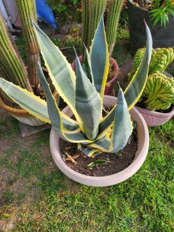Big Agave Americana Variegata