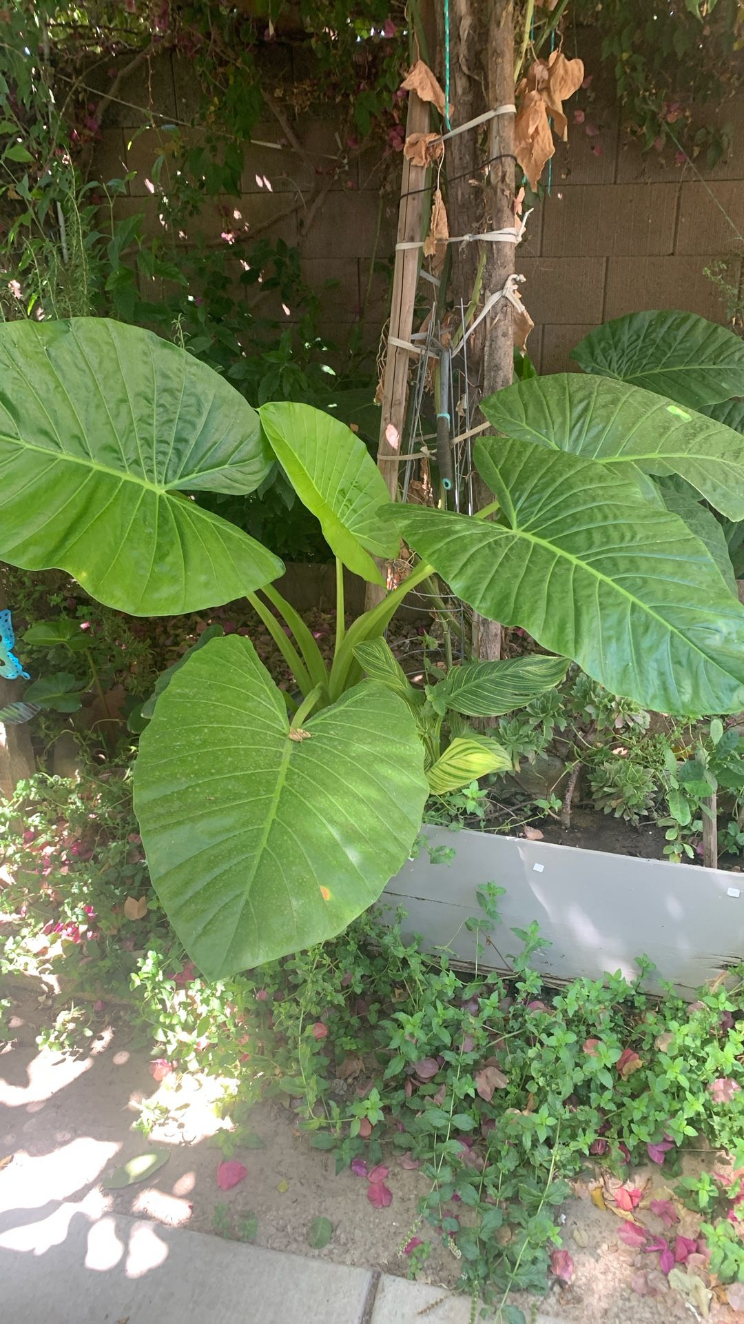 Planta Oreja De Elefante