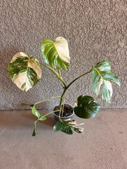 Monstera Albo Plant - 6inch