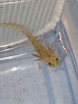 Axolotl tank