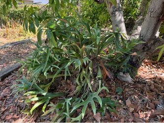 Staghorn ferns