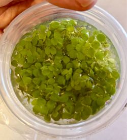 Salvinia Minima Live Aquarium Floating Plants