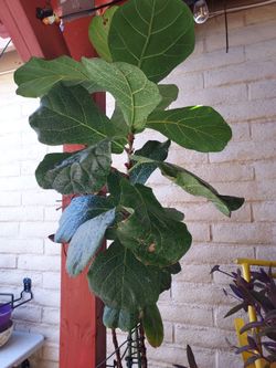 Big plant for sale