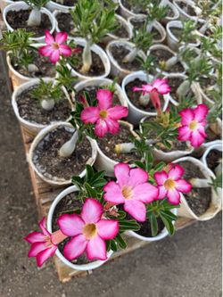 Desert Roses