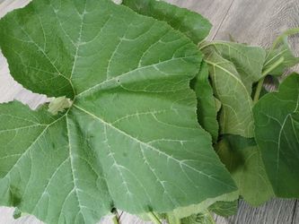 Bottle Gourd Vegetables Leaves (Lau Kodu Pata)