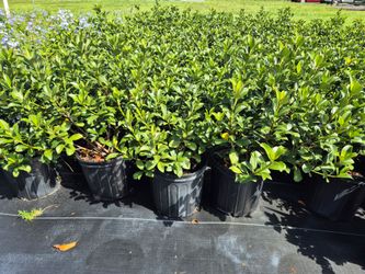 INDIAN HAWTHORN 3GALLONS