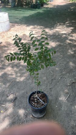 Chinese elm 1gal. $5