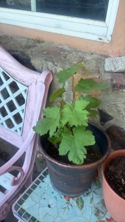 Grape plant