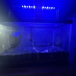 Aquarium Tank 
