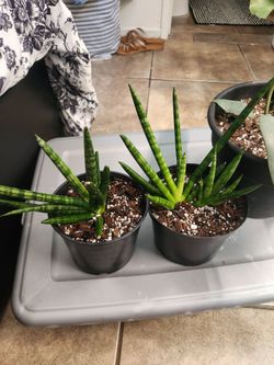 Starfish snake plant