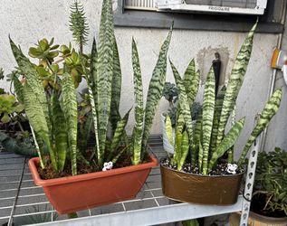 2 Healthy Snake Plants ,Pot Measures 13 1/2 ” By 5 ”   