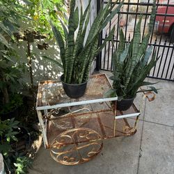 Plant stand with plants